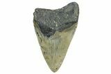 Bargain, Fossil Megalodon Tooth - Serrated Blade #343421-1